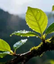  带水珠绿叶特写1419#横屏 	 - 