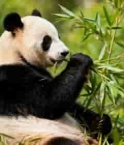  大熊猫坐卧吃竹子画面2751#横屏 	 