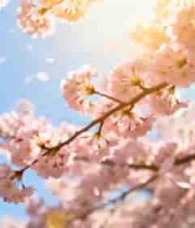  春日绽放的樱花1994#横屏 	 - 