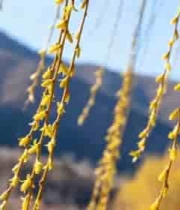  春日垂柳特写1968#横屏 	 