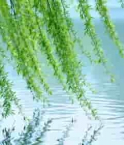  垂柳垂入水面自然风光素材2750#横屏 	 