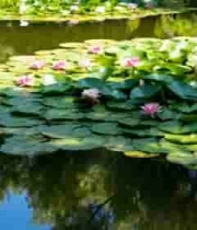  池塘荷花荷叶景观1258#横屏 	 