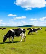  草原上牛群悠闲吃草素材2881#横屏 	 