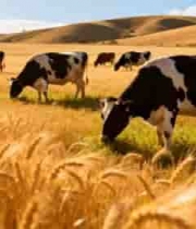  草原上奶牛悠闲吃草场景2316#横屏 	 -