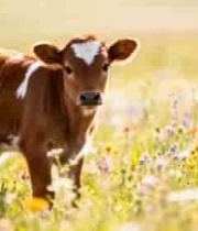  草原上的小牛犊2722#横屏 	 