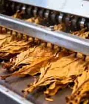  茶叶生产线传输中的干茶叶2845#横屏 	 