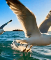 海上飞翔的海鸥及远处游船2684#横屏 