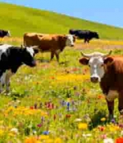 草原上的多彩花海与牛群254#横屏 	 - 