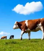  草原上漫步的奶牛群1016#横屏 	 