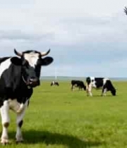  草原上的奶牛与飞翔的老鹰370#横屏 	 -