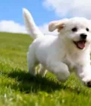  草地上奔跑的白色小狗70#横屏 	 -