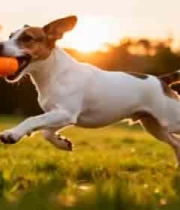  草地奔跑叼球的小狗素材883#横屏 	 - 