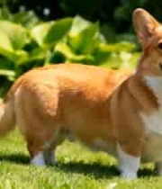  草地站立的柯基犬138#横屏 	 