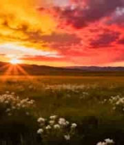  草原日落自然风光2165#横屏 	 