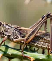  草丛中蝗虫特写2225#横屏 	 