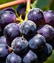  紫葡萄特写视频素材3267#横屏 	 