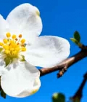  白色花朵特写404#横屏 	 