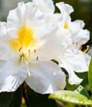  白色花朵特写素材2320#横屏 	 