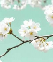  白色樱花特写496#横屏 	 - 