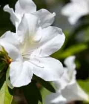  白色花朵特写(1)1440#横屏 	 -