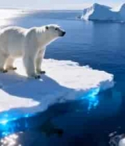  北极北极熊站立于浮冰之上1574#横屏 	 