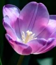  紫色郁金香特写3279#横屏 	 