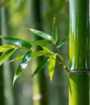  竹林摇曳青翠影像3228#横屏 	 - 