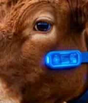  智能项圈牛脸特写3189#横屏 	 