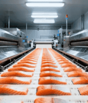 工厂三文鱼生产线实拍2589#横