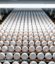 工厂鸡蛋自动化生产线1524#横