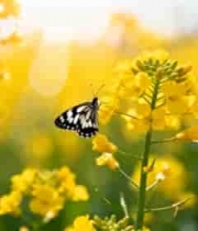  油菜花海蝴蝶飞舞2983#横屏 	 