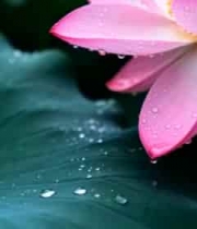  雨后荷花特写3007#横屏 	 