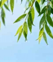  雨后柳叶垂挂蓝天3012#横屏 	 