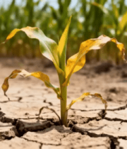 干旱玉米地中的玉米植株3773#横