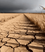 干旱土地与枯萎植物景象3800#横屏 