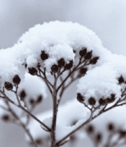 覆雪植物特写337#横