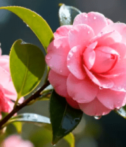 粉色山茶花微距特写4628#横屏 
