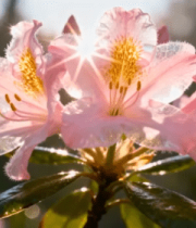 粉色花朵特写1832#横