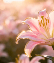 粉色百合花特写素材4796#横屏 