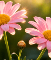 粉色菊花特写737#横