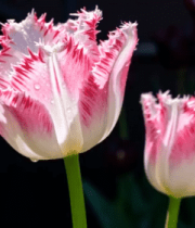 粉色边缘褶皱郁金香特写4788#横屏 