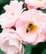 粉色月季花上的蜜蜂153#横