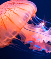 发光水母特写3749#横