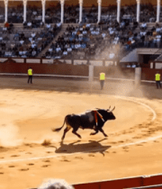 斗牛场中奔跑的公牛5404#横屏 