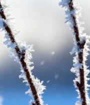 冬季树枝雾凇特写5516#横屏 