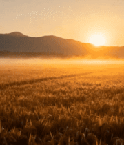 稻田日出自然风光5077#横