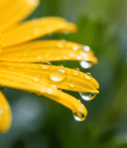 带水珠的黄色花朵特写3668#横屏 