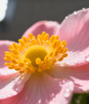 带水珠的粉色花朵特写(1)5266#横屏 