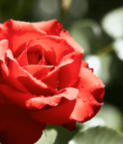 带水珠的红色玫瑰花特写(1)4983#横