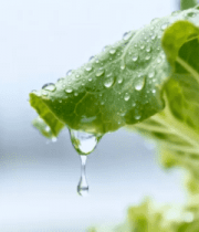 带水珠的新鲜蔬菜叶子4647#横